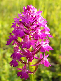 Anacamptis pyramidalis